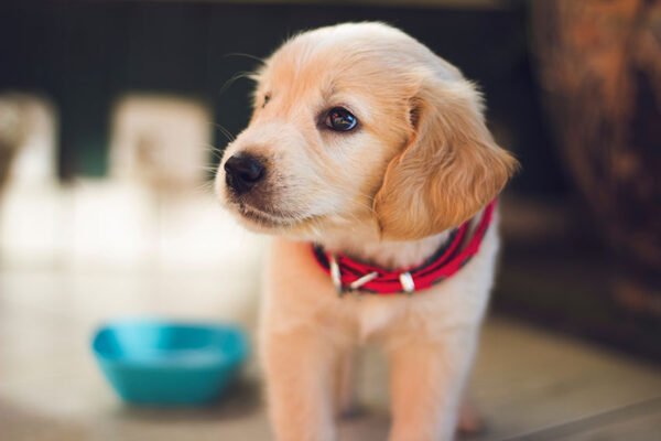 La magia de tener una mascota en casa