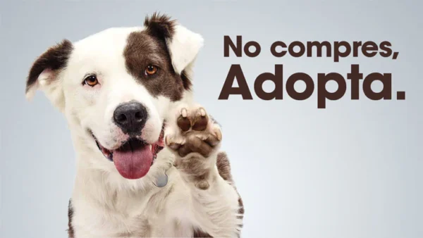 Abre tu corazón y tu hogar: Adopta una mascota